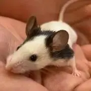 た