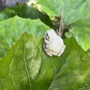 いんころ