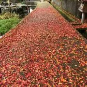 MKの画像