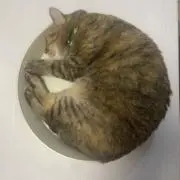 たんぽぽの画像