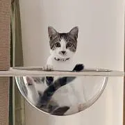 ネネ吉の画像