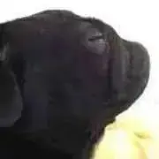 TY55