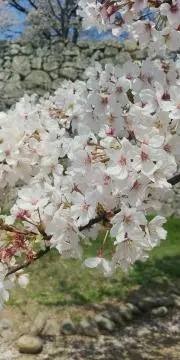 sakuraの画像
