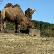 つくしんぼの画像