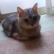 mr-i