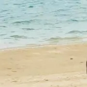 けんちょん