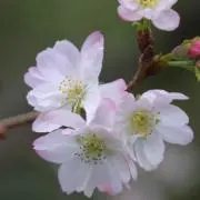 さくらちゃんの画像