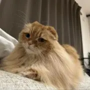 こまりん(ˊo̶̶̷ᴗo̶̶̷`)の画像