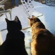 ふくまろ