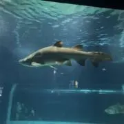 しょーきちの画像