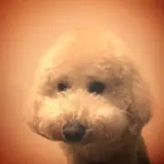 つぶの画像