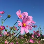 hidemiwataの画像