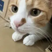ごまぽんの画像
