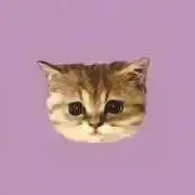 琴の画像