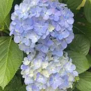 Yuyuの画像