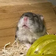 sasukeの画像