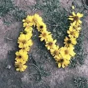 nnnの画像
