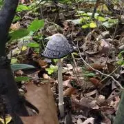 きのこの画像