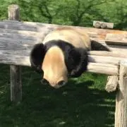 @クマクマの画像