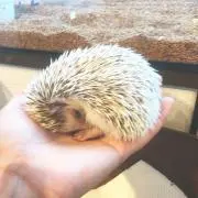 はりーの画像