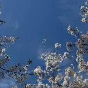 あんみつ♪の画像