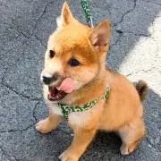 maru
