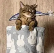 ^._.^の画像
