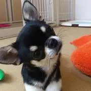 chammの画像