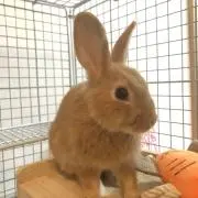 EGAの画像