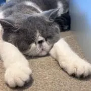ぷっの画像
