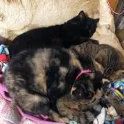 ふーちゃん・プロフ必読