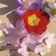 華