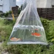 坦々麺