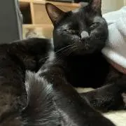 ひじきの画像