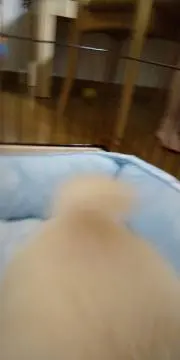りこの画像