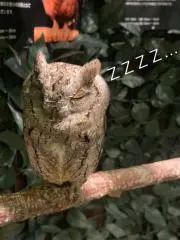 Emmalynの画像