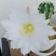 sambo-の画像