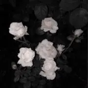 じゅの画像