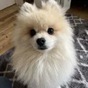 タロイモの画像