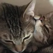 かろの画像