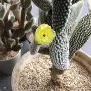 はおの画像