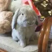 りき丸の画像