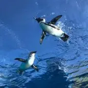 ☆値下げ希望コメントへの画像