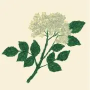 saの画像