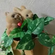 みつきの画像