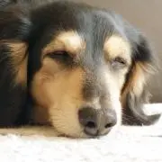 ふっちの画像
