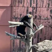 （直接引き取り限定）IKEA カラックス　キューブボックスα専用 アクリルふた 直接引き取り限定）IKEA カラックス キューブボックスα専用 アクリル