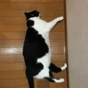 たまこの画像