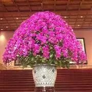 みかんの画像