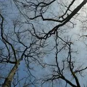 カリメロの画像